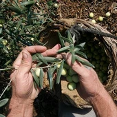 Recogida de aceituna Recogida de aceituna