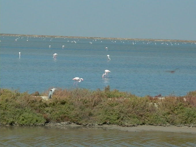 La Junta comprará la finca Veta La Palma para ampliar el Parque Nacional de Doñana La Junta comprará la finca Veta La Palma para ampliar el Parque Nacional de Doñana
