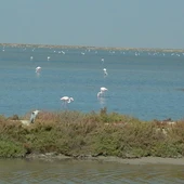 La Junta comprará la finca Veta La Palma para ampliar el Parque Nacional de Doñana La Junta comprará la finca Veta La Palma para ampliar el Parque Nacional de Doñana