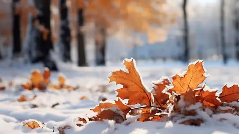 Durante el otoño, bajan las temperaturas y llega el frío Durante el otoño, bajan las temperaturas y llega el frío