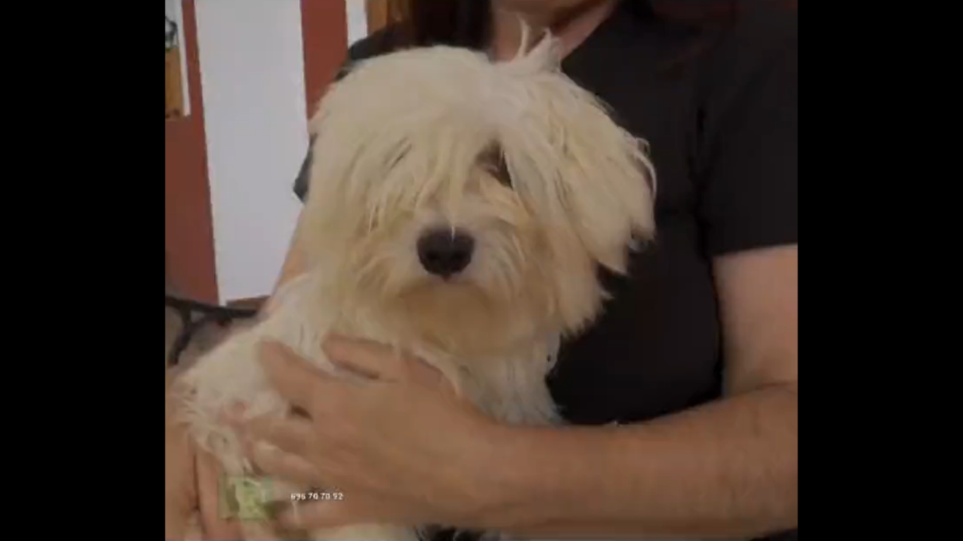 Adopta en JELO: Bomba, una bichón maltés que necesita ayuda Adopta en JELO: Bomba, una bichón maltés que necesita ayuda