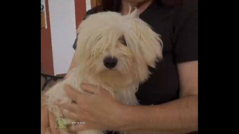 Adopta en Jelo: Bomba, una binch&oacute;n malt&eacute;s