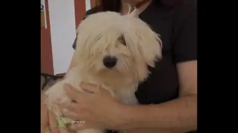 Adopta en Jelo: Bomba, una binchón maltés Adopta en Jelo: Bomba, una binchón maltés