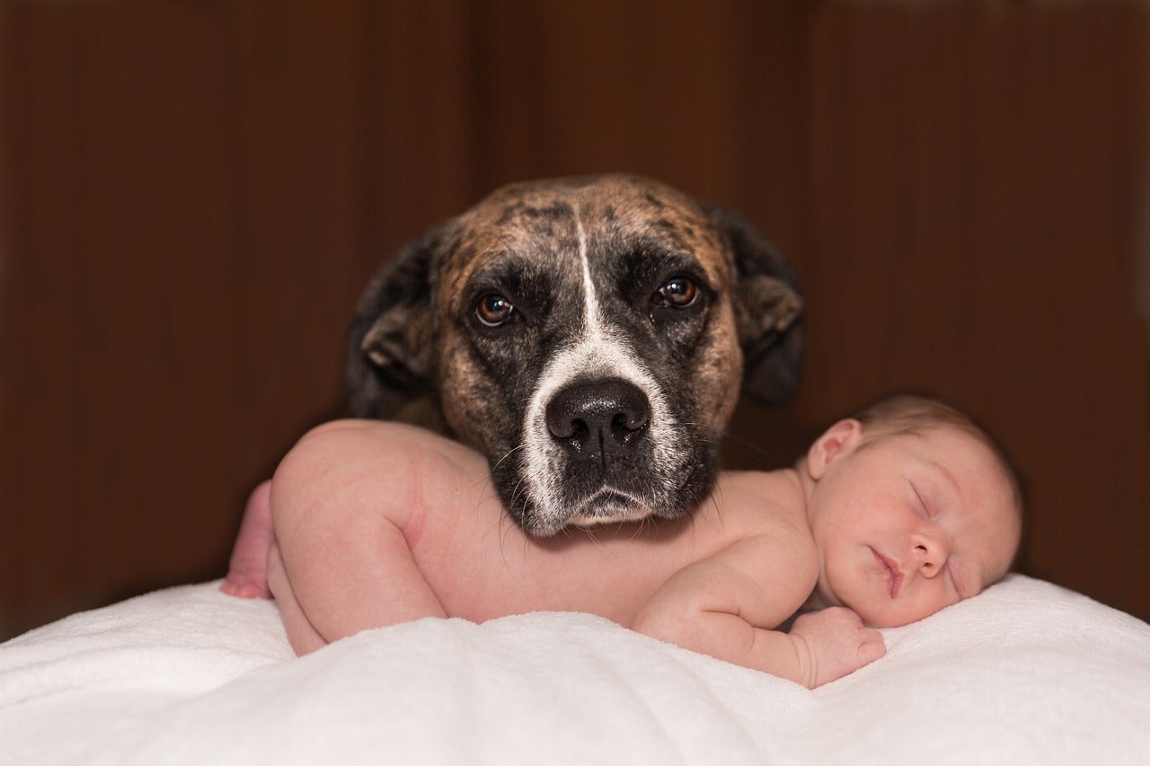 ¿Sabes cómo presentar un nuevo miembro de la familia a tu perro? ¿Sabes cómo presentar un nuevo miembro de la familia a tu perro?