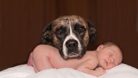 adiestramiento canino