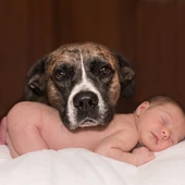 ¿Sabes cómo presentar un nuevo miembro de la familia a tu perro? ¿Sabes cómo presentar un nuevo miembro de la familia a tu perro?