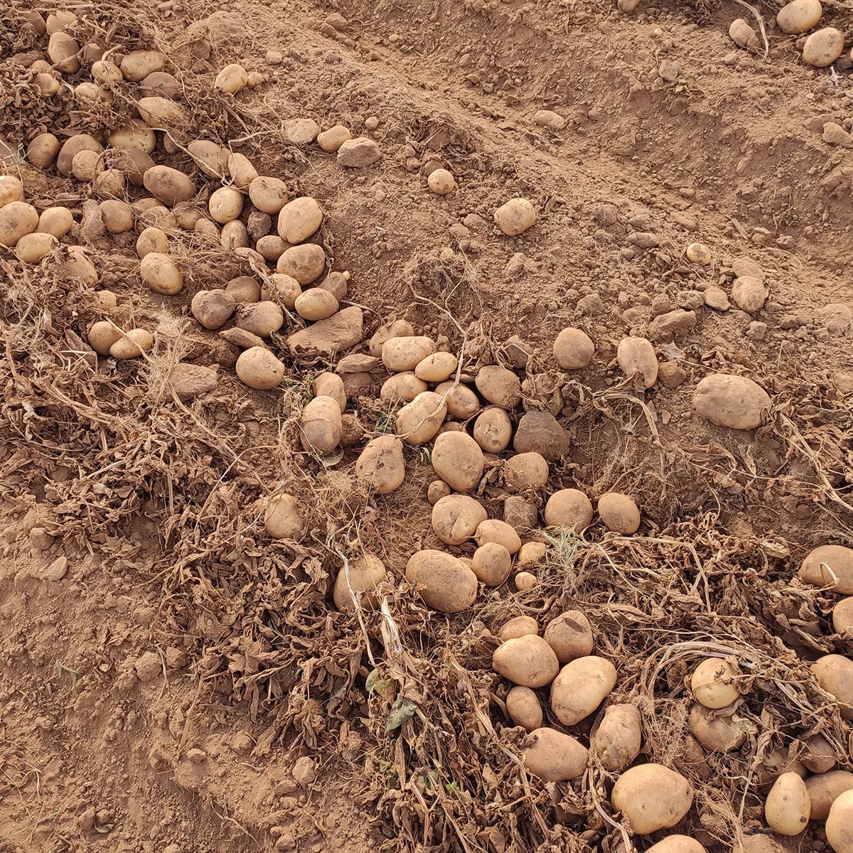 A IXP Pataca de Galicia prevén unha comercialización de máis de 6 millóns de kilogramos A IXP Pataca de Galicia prevén unha comercialización de máis de 6 millóns de kilogramos