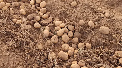 A IXP Pataca de Galicia prevén unha comercialización de máis de 6 millóns de kilogramos A IXP Pataca de Galicia prevén unha comercialización de máis de 6 millóns de kilogramos