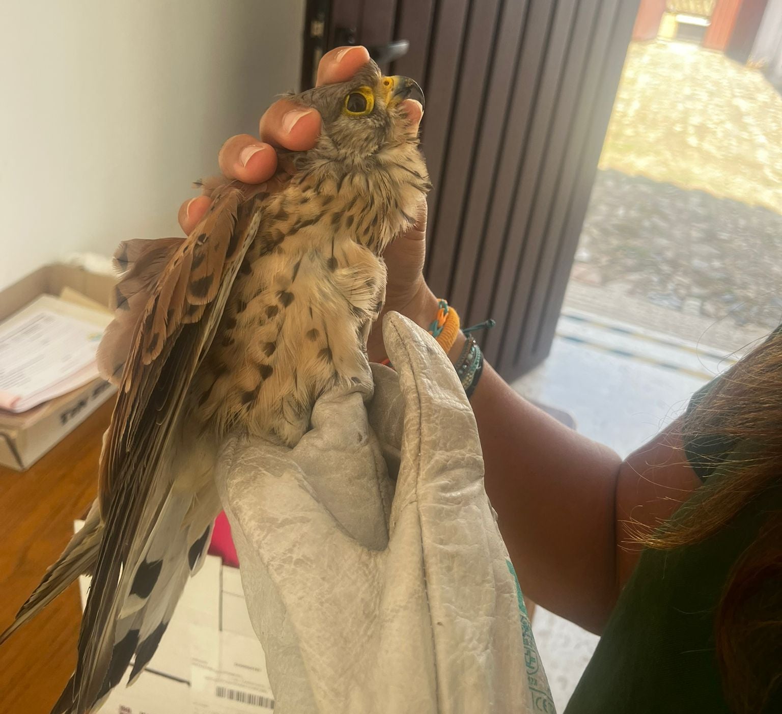 Un cernícalo en el Colegio San Rafael Un cernícalo en el Colegio San Rafael