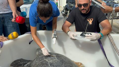 Miembros del Oceanográfico de Valencia se trasladan a Ceuta para conocer a la tortuga verde &#39;Irlanda&#39;