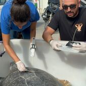 Miembros del Oceanográfico de Valencia se trasladan a Ceuta para conocer a la tortuga verde 'Irlanda'