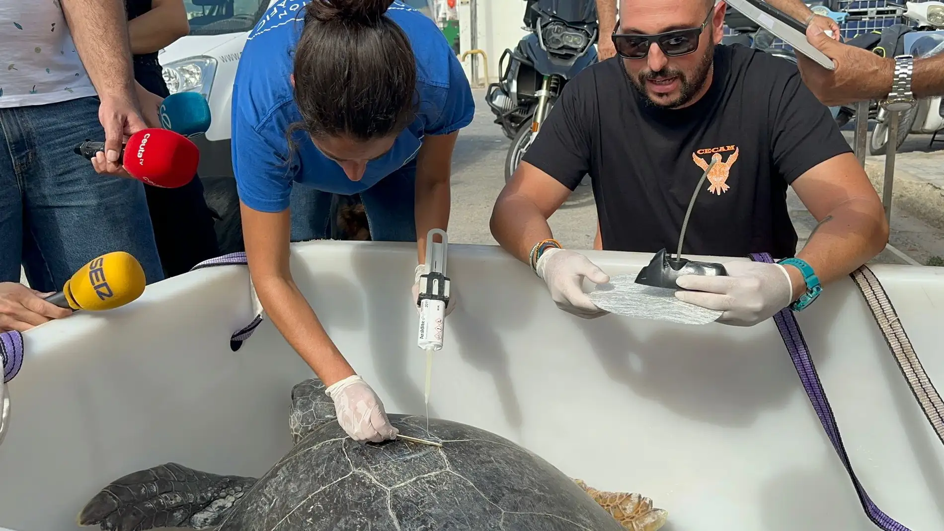 Miembros del Oceanográfico de Valencia se trasladan a Ceuta para conocer a la tortuga verde 'Irlanda'