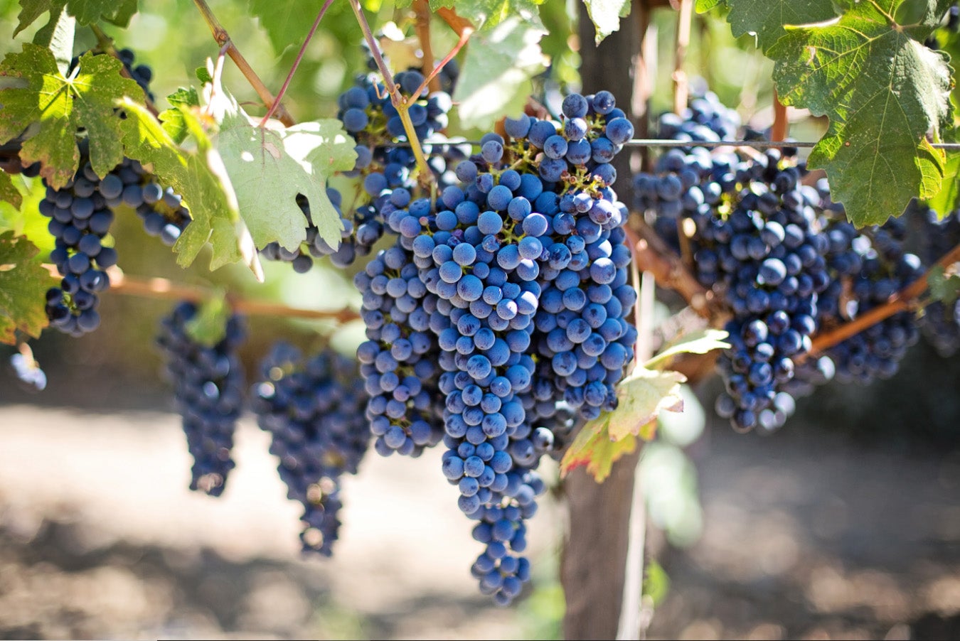 La producción de uva tinta rozó los 80 céntimos en 2023, principalmente por la reducción de rendimientos La producción de uva tinta rozó los 80 céntimos en 2023, principalmente por la reducción de rendimientos
