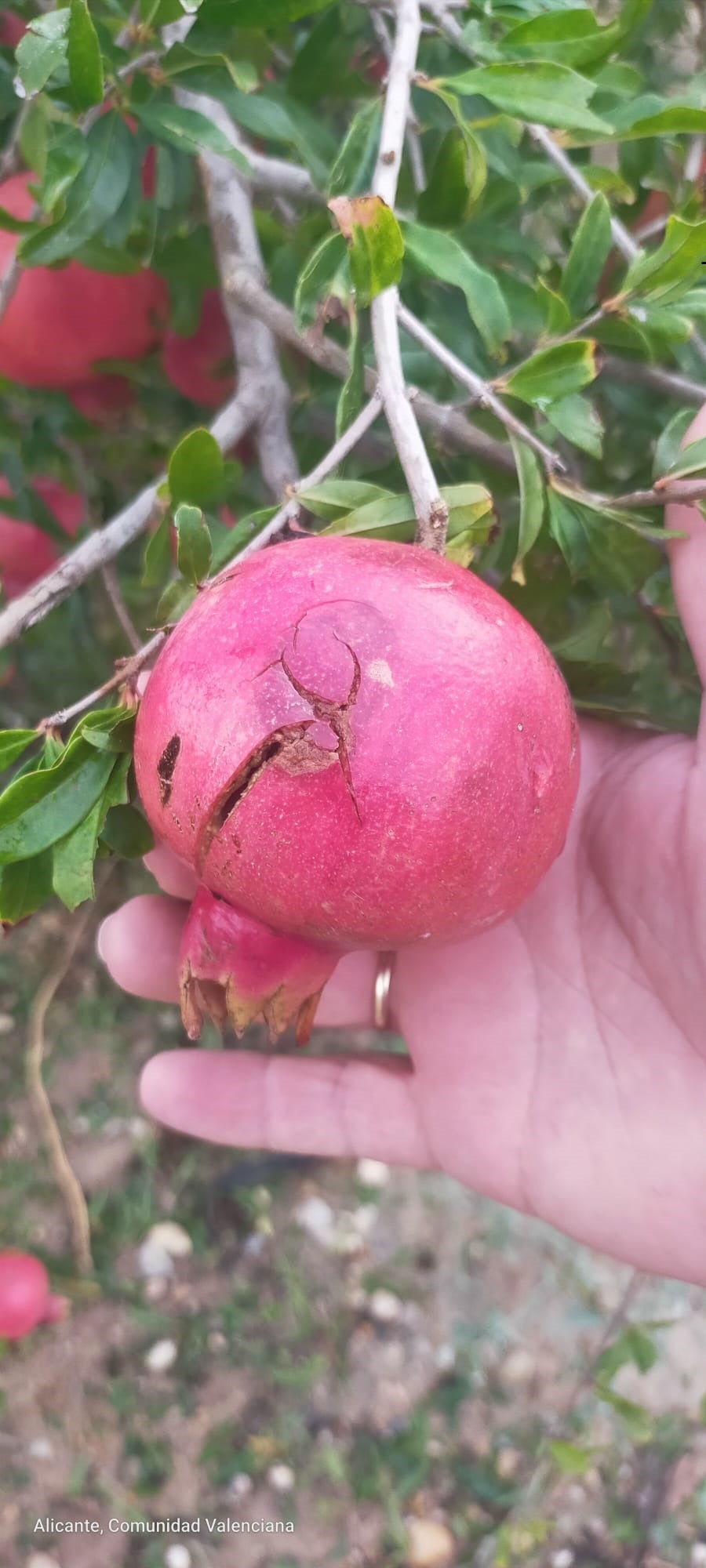 El granizo malogra más de 50.000 toneladas de limones, mandarinas, naranjas, granadas y hortalizas en Alicante El granizo malogra más de 50.000 toneladas de limones, mandarinas, naranjas, granadas y hortalizas en Alicante