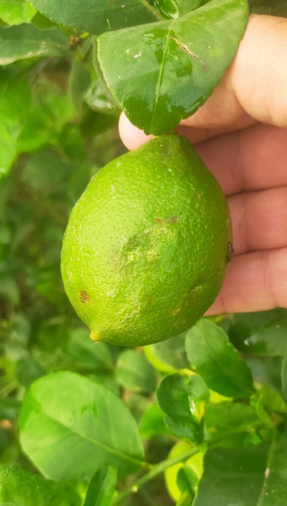 Efecto del granizo en la producción de limón 