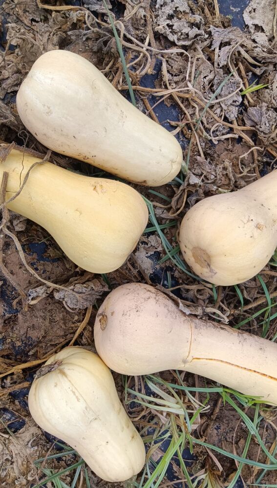 Las calabazas están dañadas 