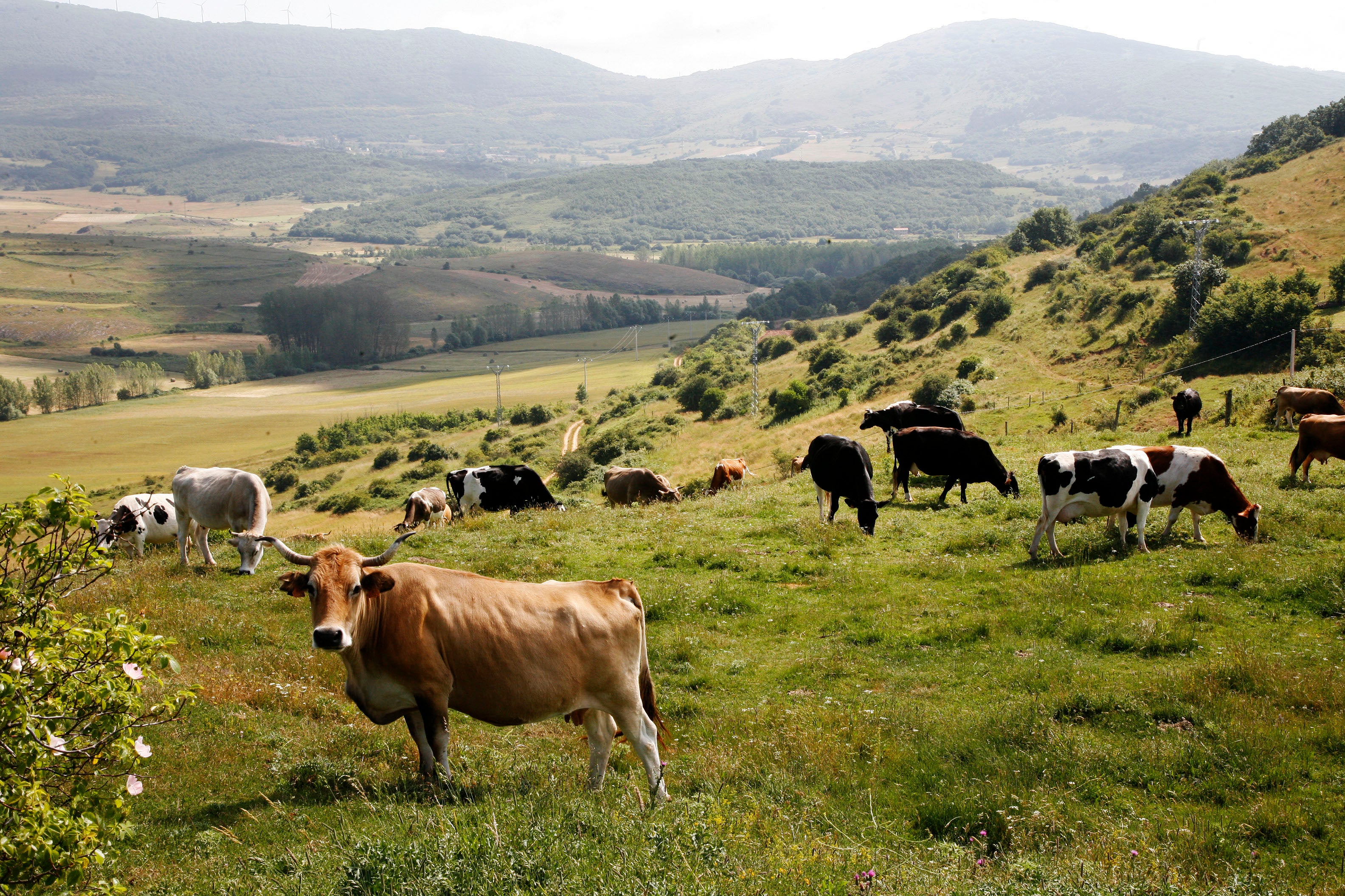 Diputación y CAMPA renuevan su colaboración para impulsar el desarrollo industrial de la marca de garantía de la carne palentina Diputación y CAMPA renuevan su colaboración para impulsar el desarrollo industrial de la marca de garantía de la carne palentina