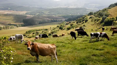 Diputación y CAMPA renuevan su colaboración para impulsar el desarrollo industrial de la marca de garantía de la carne palentina .