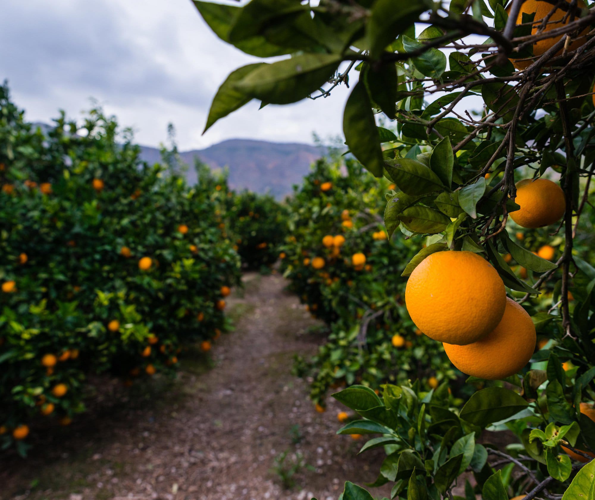 UPA impulsa unas jornadas para debatir sobre el relevo generacional en el campo UPA impulsa unas jornadas para debatir sobre el relevo generacional en el campo