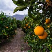Agricultura en Orihuela colabora en la distribución del tratamiento contra la mosca de la fruta 