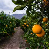 Agricultura Agricultura