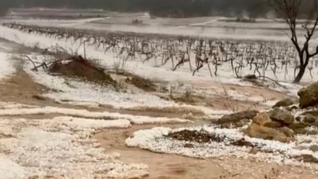 El temporal de lluvia y granizo ha hecho mella en la huerta valenciana El temporal de lluvia y granizo ha hecho mella en la huerta valenciana