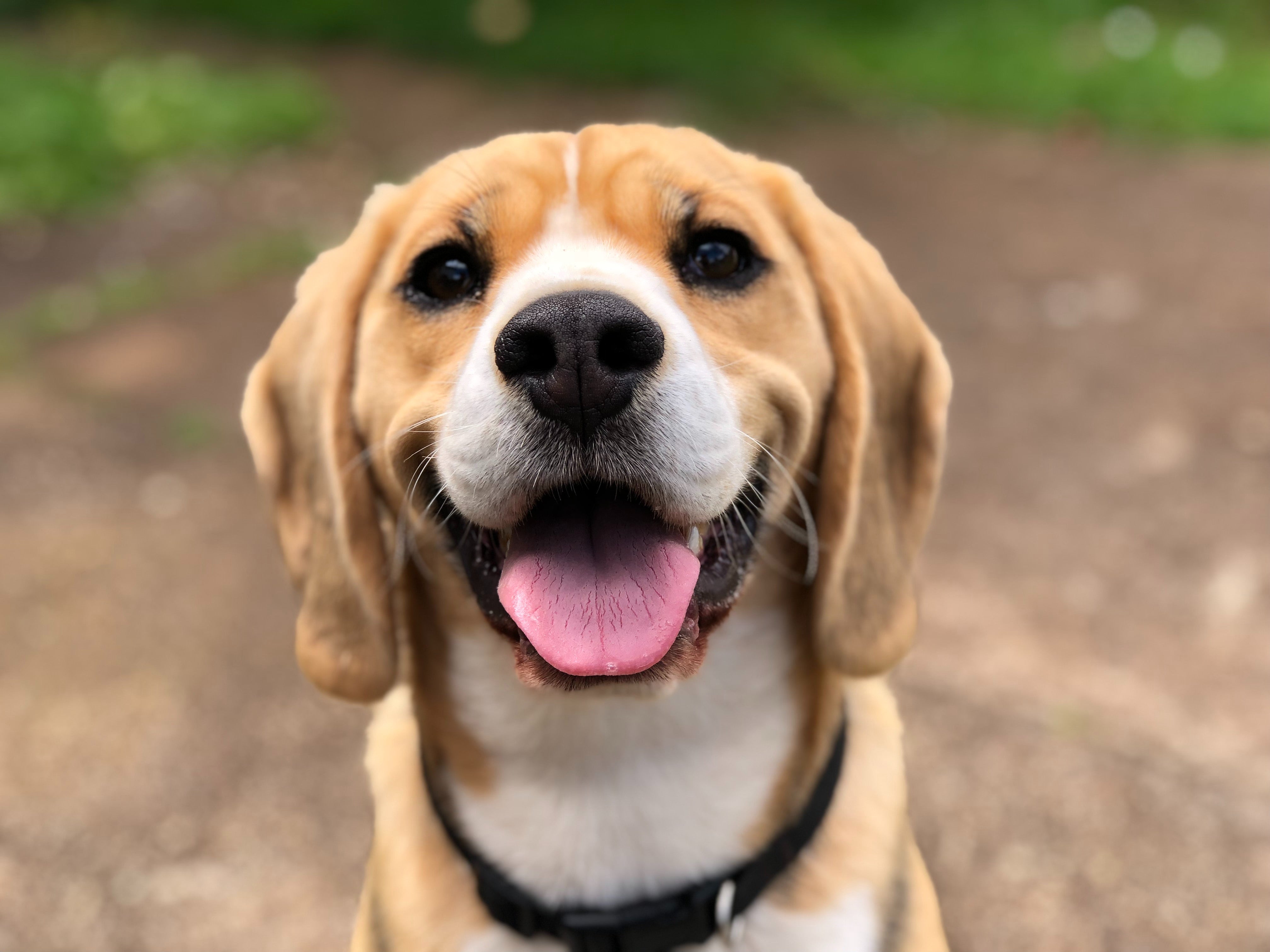 El cambio de última hora en la Ley animal y que afecta al nuevo seguro para perros El cambio de última hora en la Ley animal y que afecta al nuevo seguro para perros