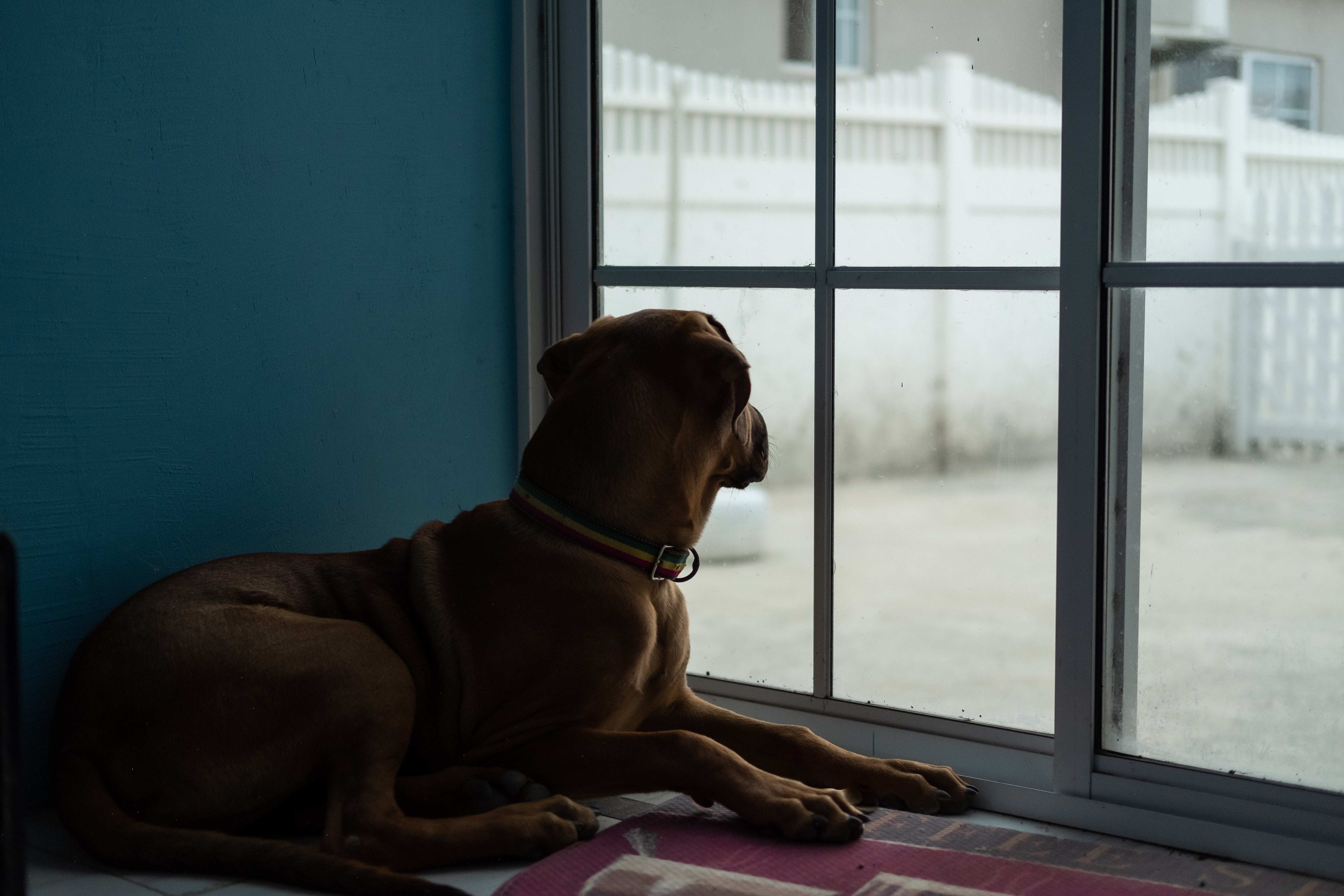 El tiempo límite que se podrá quedar solo tu perro con la nueva Ley de bienestar animal El tiempo límite que se podrá quedar solo tu perro con la nueva Ley de bienestar animal
