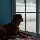 Los perros podrán quedarse solos en casa como máximo durante 24 horas, según la nueva ley