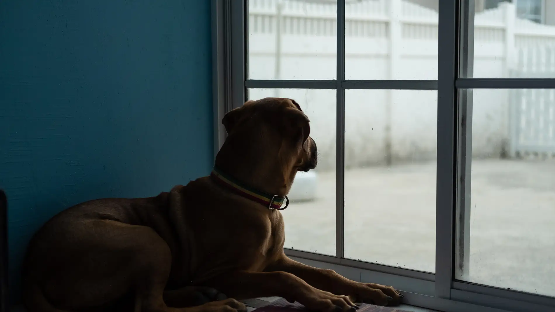 El tiempo límite que se podrá quedar solo tu perro con la nueva Ley de bienestar animal