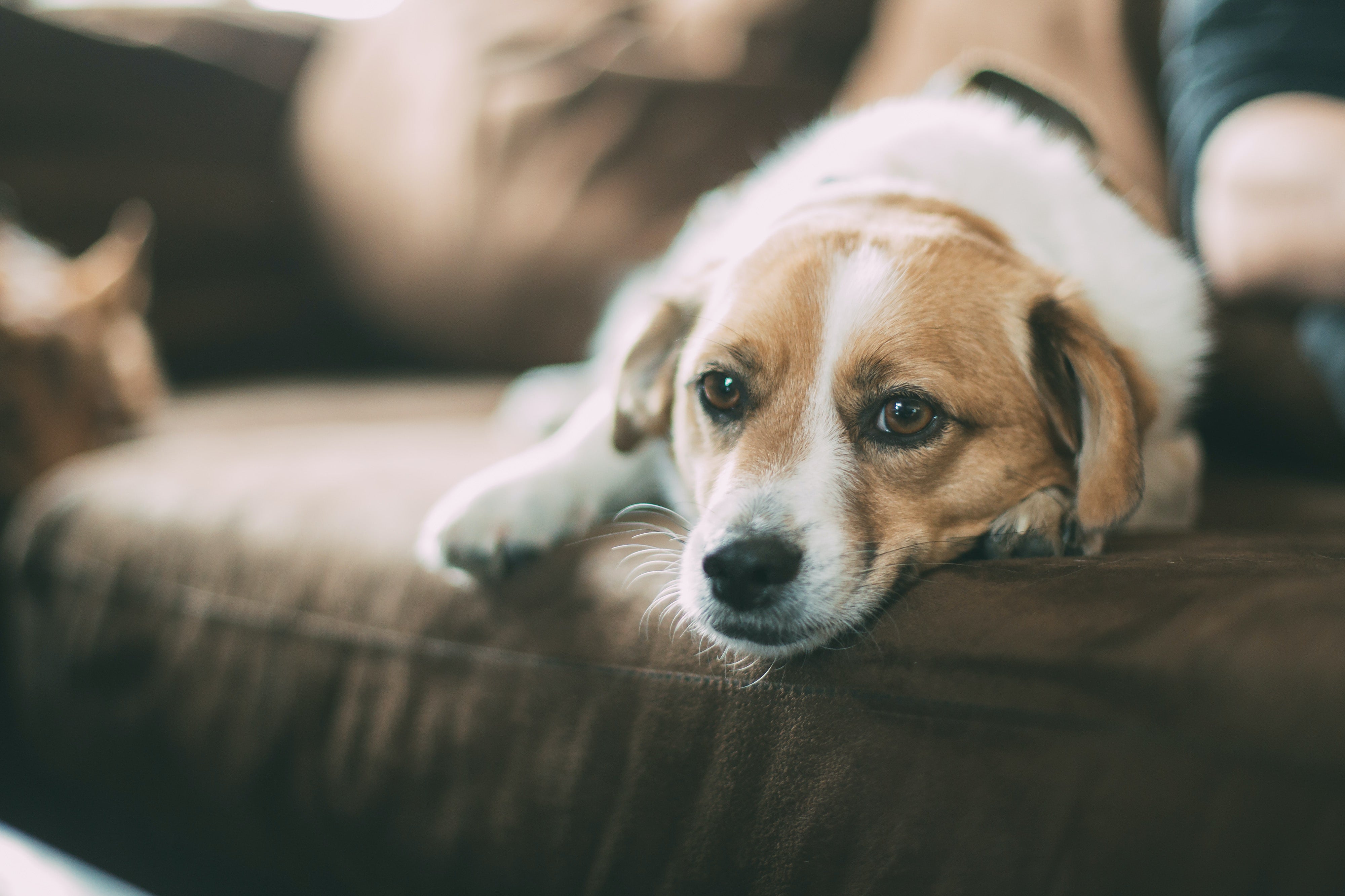 Los casos en los que estará obligado a esterilizar a tu perro con la nueva Ley animal Los casos en los que estará obligado a esterilizar a tu perro con la nueva Ley animal