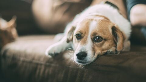 Los casos en los que estar&aacute; obligado a esterilizar a tu perro con la nueva Ley animal