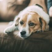 Los casos en los que estará obligado a esterilizar a tu perro con la nueva Ley animal