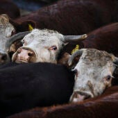 Qué es el ‘covid de las vacas’ y por qué preocupa tanto: ¿puede contagiar a humanos?