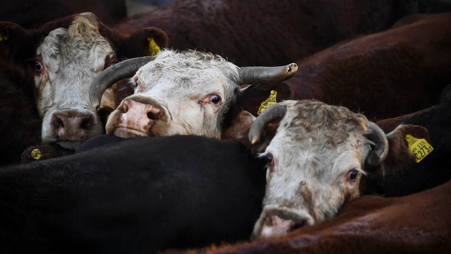 Qué es el ‘covid de las vacas’ y por qué preocupa tanto: ¿puede contagiar a humanos?