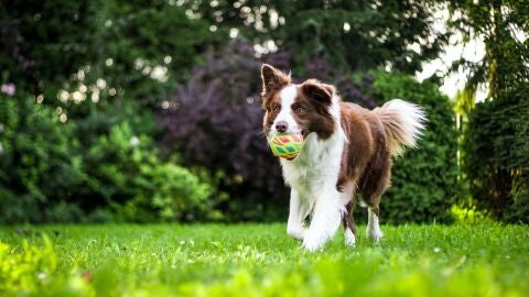 Por qu&eacute; todav&iacute;a no estar&aacute;s obligado a hacer el curso para perros de la Ley animal