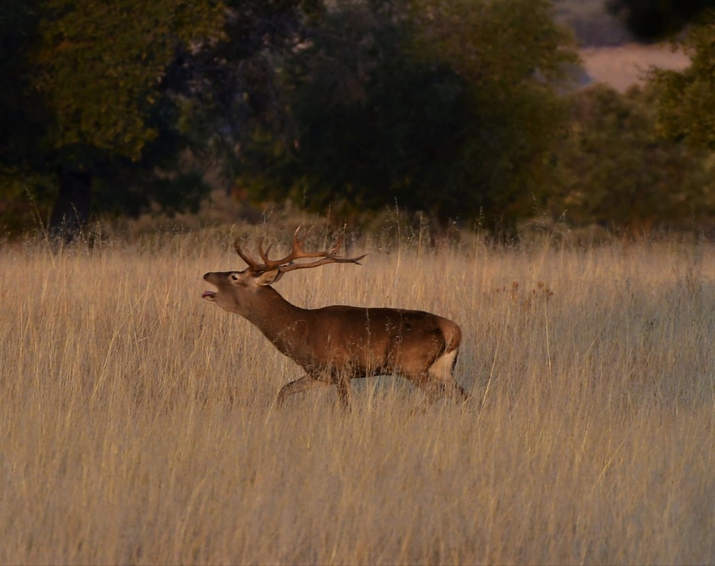 Ecologistas en Acción denuncia el declive alarmante de la berrea del ciervo en el Parque Natural de la Montaña Palentina Ecologistas en Acción denuncia el declive alarmante de la berrea del ciervo en el Parque Natural de la Montaña Palentina