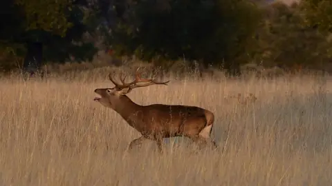Un ciervo durante una berrea Un ciervo durante una berrea