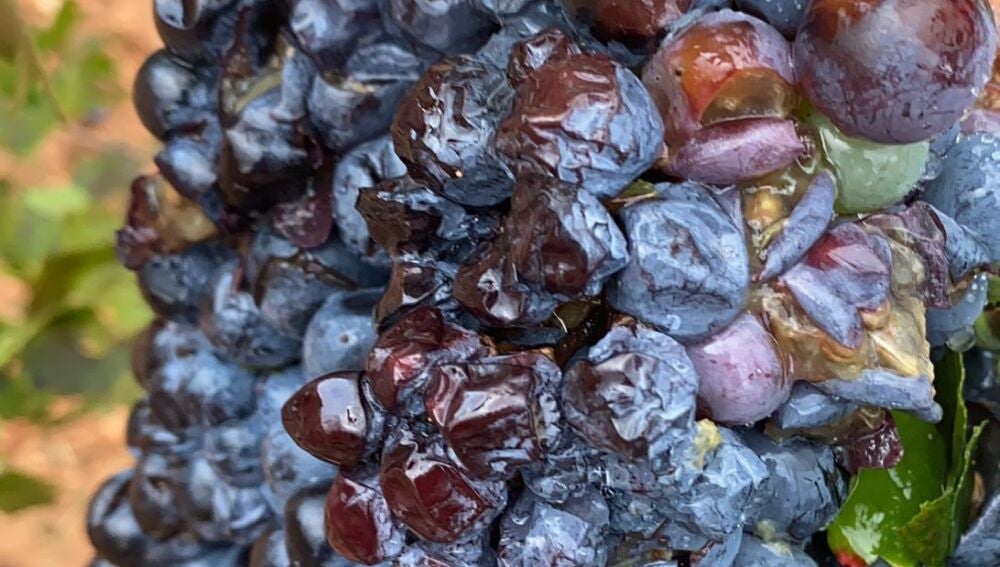 Consecuencias del pedrisco en la uva