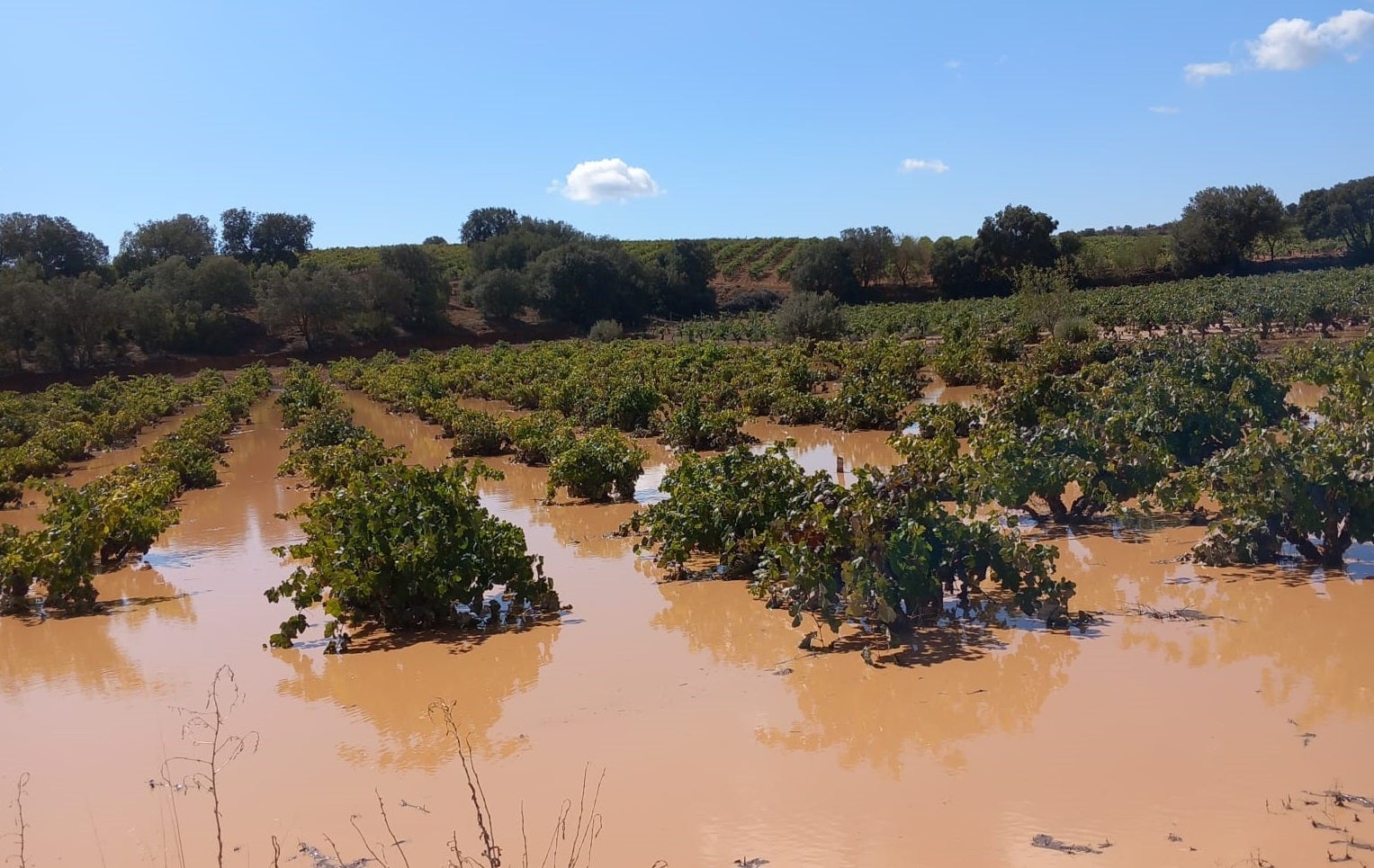 Las lluvias y tormentas intermitentes en la Comunitat Valenciana elevan los daños y perdidas en el sector agrario Las lluvias y tormentas intermitentes en la Comunitat Valenciana elevan los daños y perdidas en el sector agrario