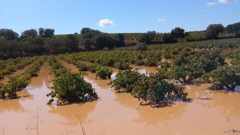 Vi&ntilde;as encharcadas