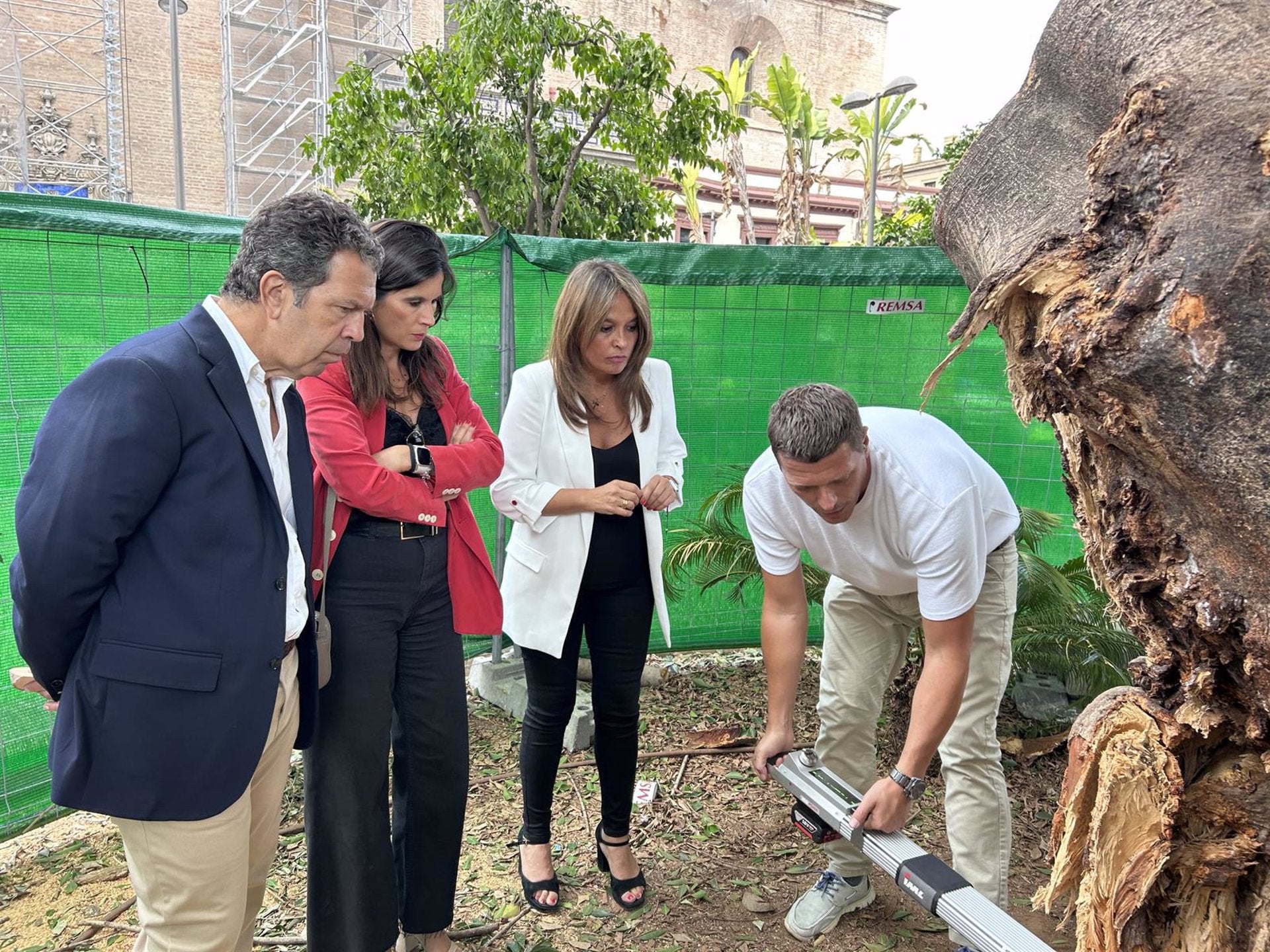 Parques y Jardines inicia el estudio del tronco del ficus de la Encarnación para conocer el estado de pudrición Parques y Jardines inicia el estudio del tronco del ficus de la Encarnación para conocer el estado de pudrición