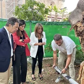 Parques y Jardines inicia el estudio del tronco del ficus de la Encarnación para conocer el estado de pudrición Parques y Jardines inicia el estudio del tronco del ficus de la Encarnación para conocer el estado de pudrición