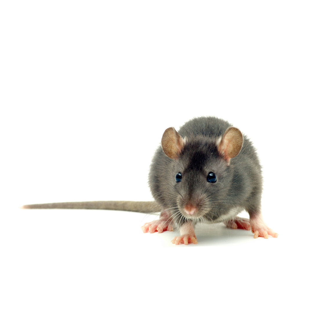 ¿Matar a una rata en tu casa está penado? Con la nueva ley de bienestar animal podría acarrear penas de prisión de entre 6 y 18 meses ¿Matar a una rata en tu casa está penado? Con la nueva ley de bienestar animal podría acarrear penas de prisión de entre 6 y 18 meses