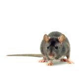 ¿Matar a una rata en tu casa está penado? Con la nueva ley de bienestar animal podría acarrear penas de prisión de entre 6 y 18 meses