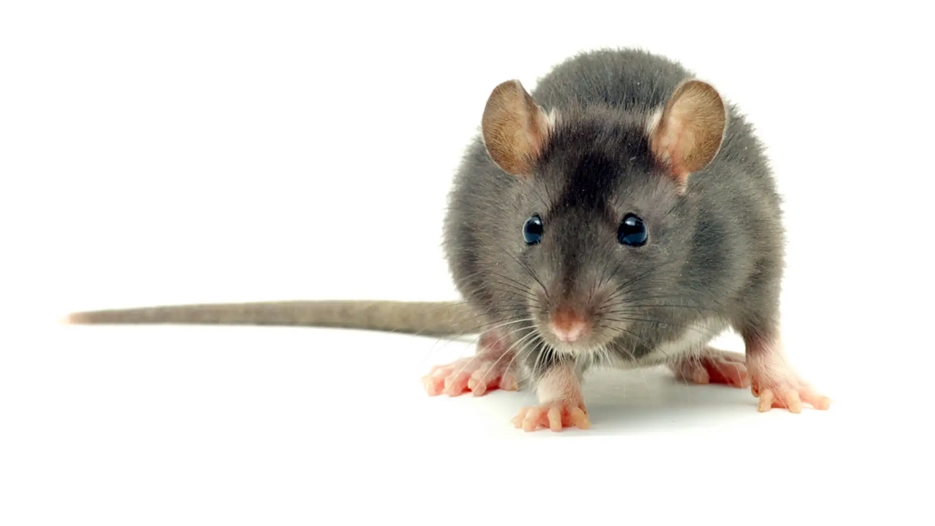 ¿Matar a una rata en tu casa está penado? Con la nueva ley de bienestar animal podría acarrear penas de prisión de entre 6 y 18 meses