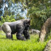 24 de septiembre: Día Mundial del Gorila