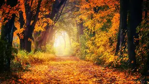 Imagen genérica de un bosque en pleno otoño