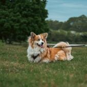 Imagen de archivo de un perro en un parque son su correa
