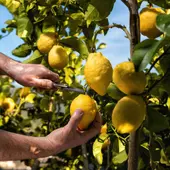 La III Jornada de Cítricos ASAJA Alicante congrega al sector para abordar problemas y retos de la citricultura La III Jornada de Cítricos ASAJA Alicante congrega al sector para abordar problemas y retos de la citricultura